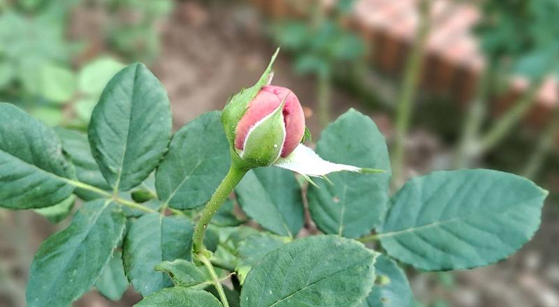 玫瑰 博斯科蓓爾 (圖片1)