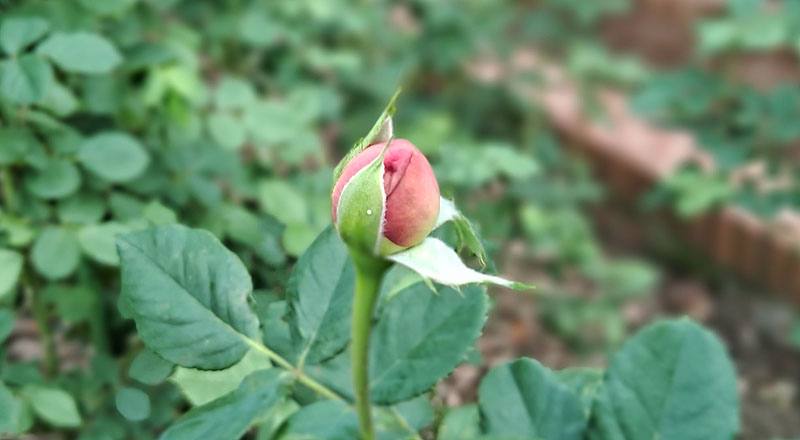 玫瑰 博斯科蓓爾 (圖片2)