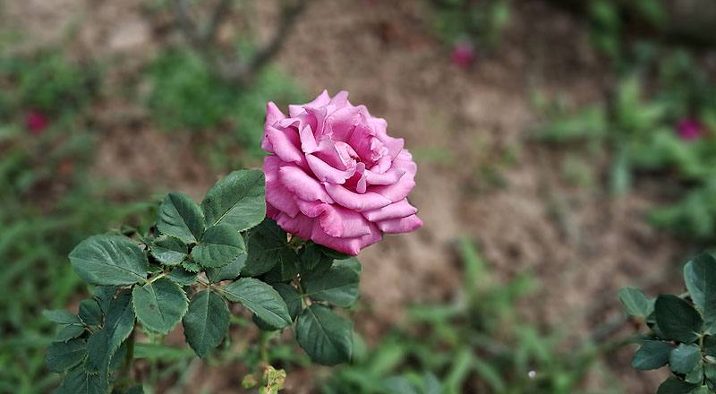 玫瑰 紫戀 (圖片1)