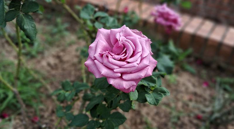 玫瑰 紫戀 (圖片3)