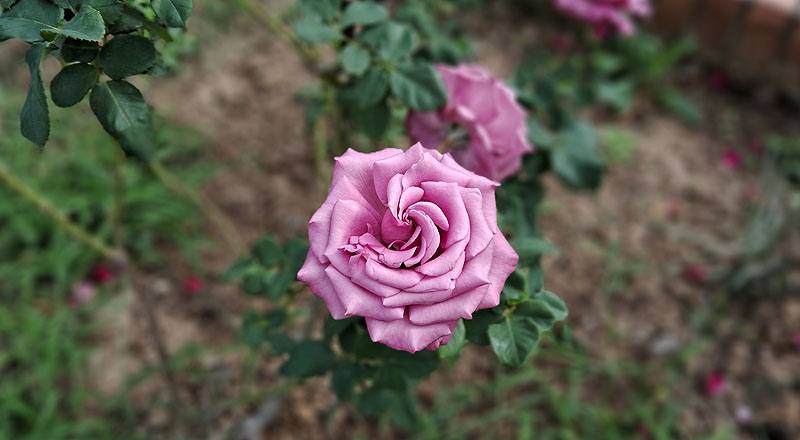 玫瑰 紫戀 (圖片2)