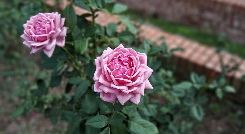 玫瑰 結愛 (圖片2)