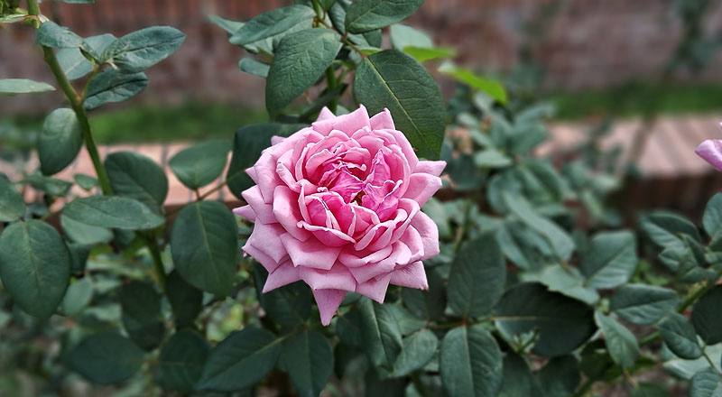 玫瑰 結愛 (圖片1)