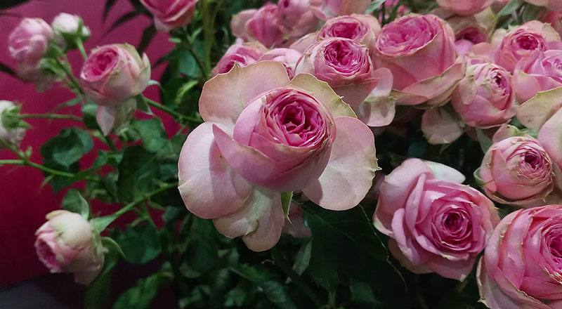 玫瑰 超級心動 (圖片4)