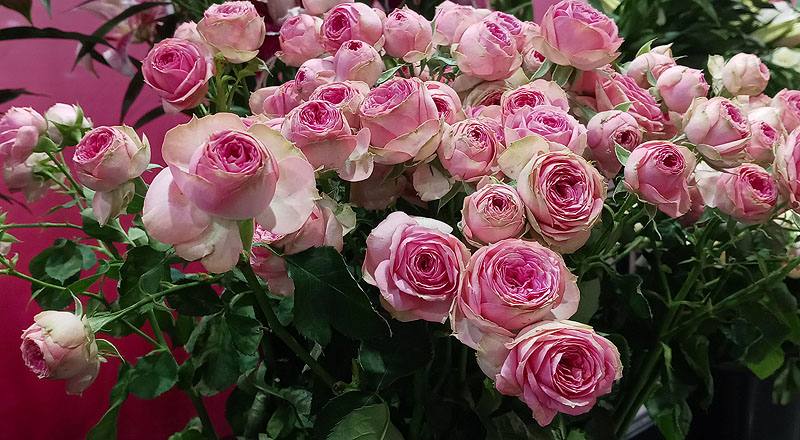 玫瑰 超級心動 (圖片2)