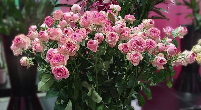 玫瑰 超級心動 (圖片1)