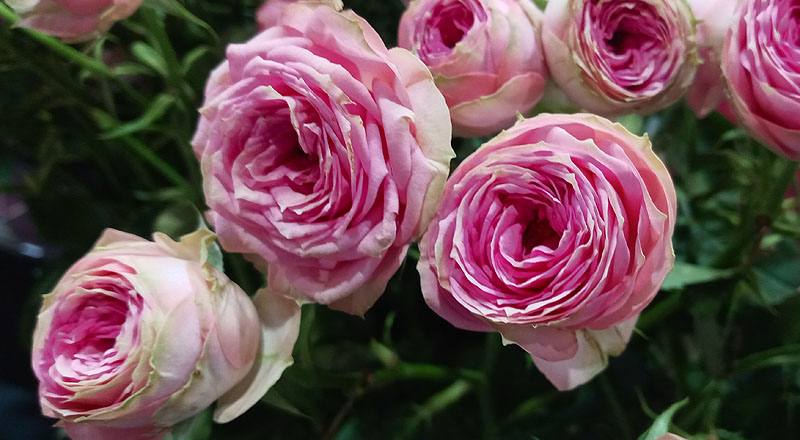 玫瑰 超級心動 (圖片6)