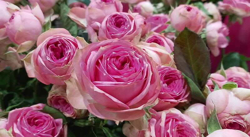 玫瑰 超級心動 (圖片5)