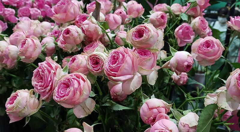 玫瑰 超級心動 (圖片3)