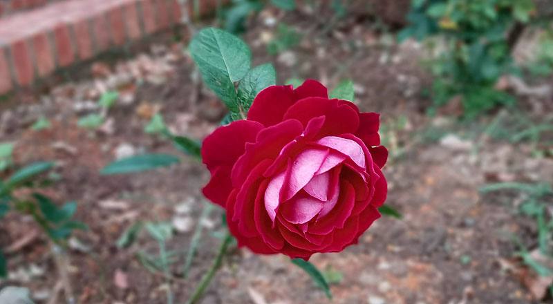 玫瑰 黑達沃拉 (圖片1)