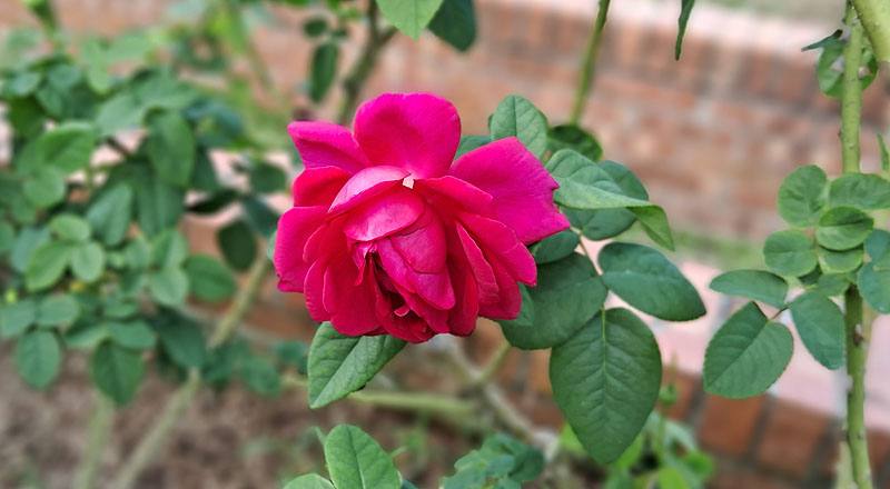 玫瑰 黑影夫人 (圖片1)