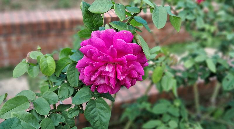 玫瑰 黑影夫人 (圖片2)