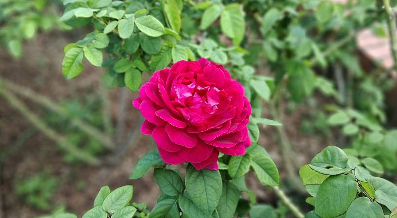 玫瑰 黑影夫人 (圖片3)