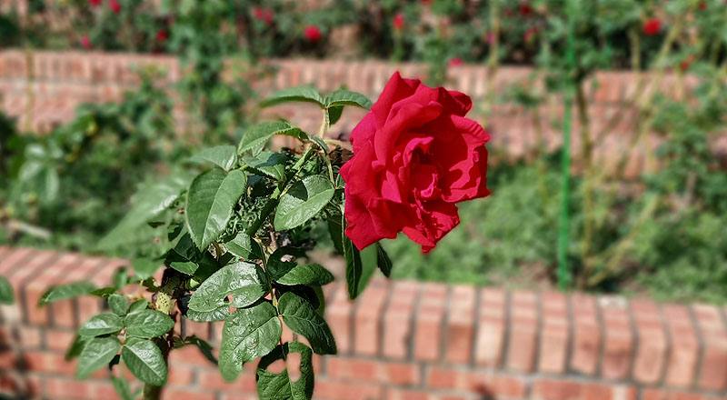 玫瑰 奧克拉荷馬 (圖片7)