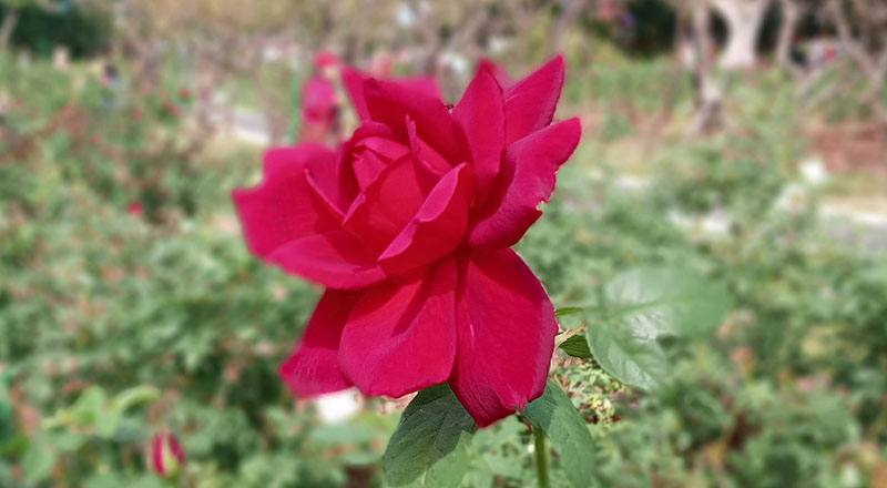 玫瑰 奧克拉荷馬 (圖片1)