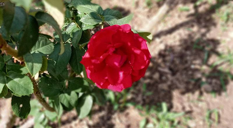 玫瑰 奧克拉荷馬 (圖片6)