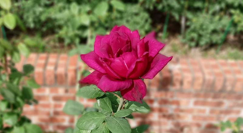 玫瑰 奧克拉荷馬 (圖片3)