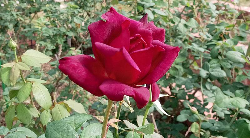 玫瑰 奧克拉荷馬 (圖片4)