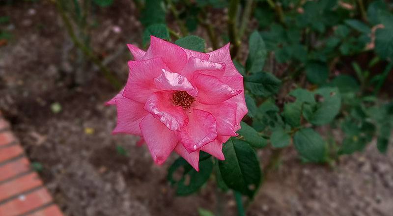 玫瑰 愛子公主 (圖片1)