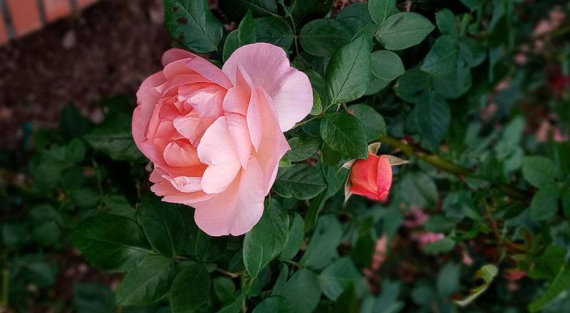 玫瑰 愛子公主 (圖片2)