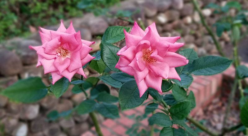 玫瑰 愛子公主 (圖片3)