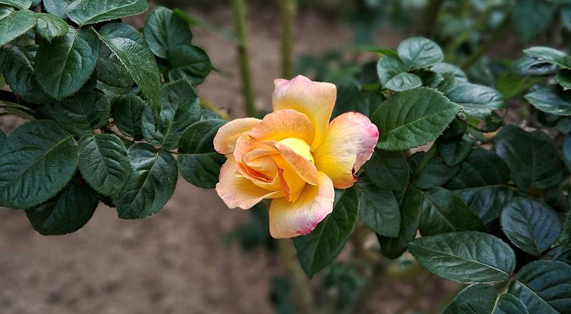 玫瑰 愛與和平 (圖片1)