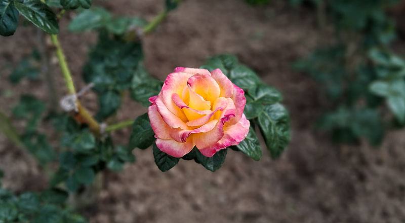 玫瑰 愛與和平 (圖片6)