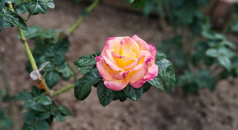 玫瑰 愛與和平 (圖片5)