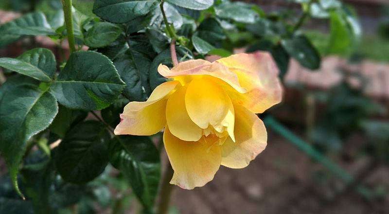 玫瑰 愛與和平 (圖片7)