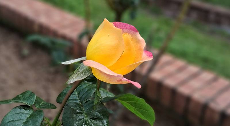 玫瑰 愛與和平 (圖片2)