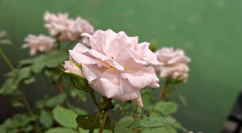 玫瑰 新清秀佳人 (圖片3)