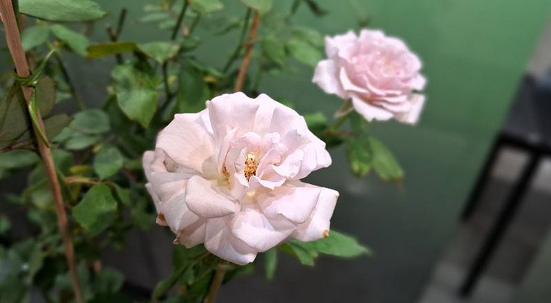 玫瑰 新清秀佳人 (圖片2)