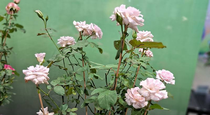 玫瑰 新清秀佳人 (圖片1)