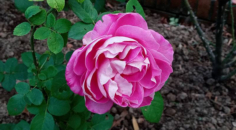 玫瑰 椰子冰 (圖片2)