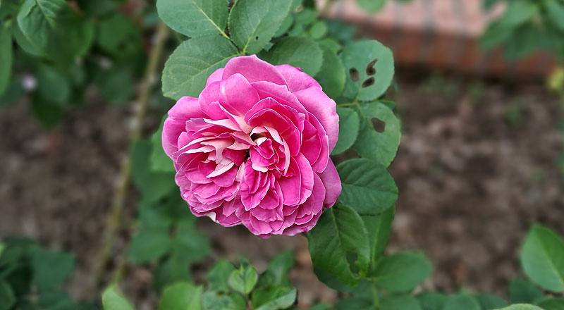 玫瑰 椰子冰 (圖片8)