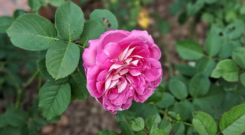 玫瑰 椰子冰 (圖片7)