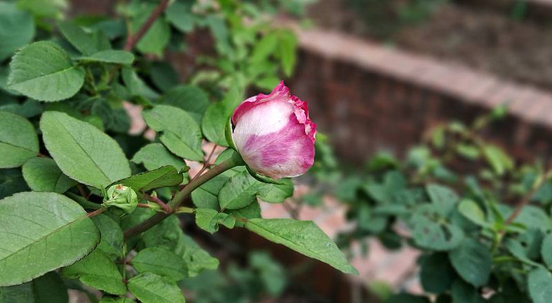 玫瑰 椰子冰 (圖片3)