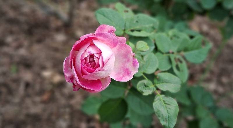 玫瑰 椰子冰 (圖片4)