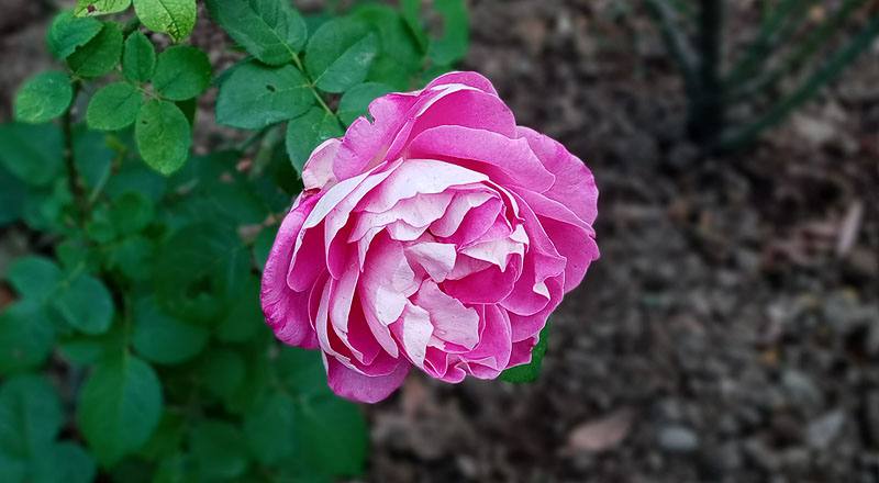 玫瑰 椰子冰 (圖片1)