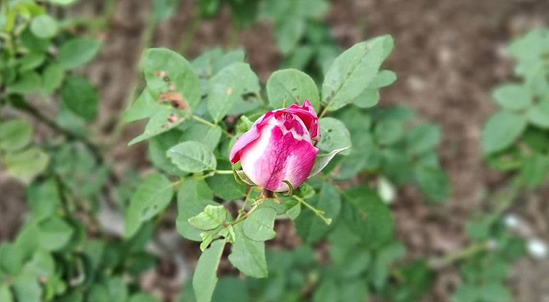 玫瑰 椰子冰 (圖片9)