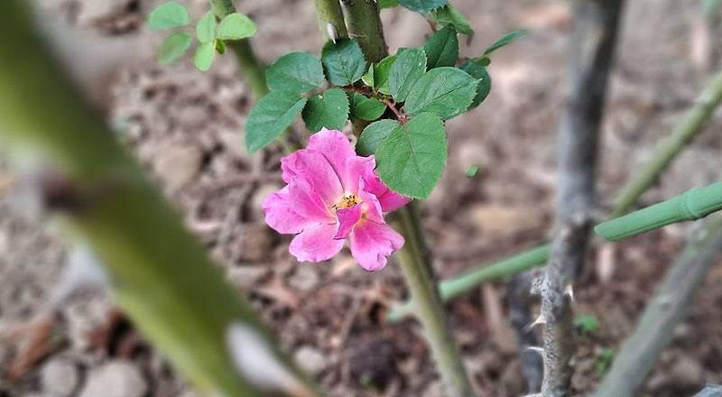 玫瑰 葵 (圖片1)