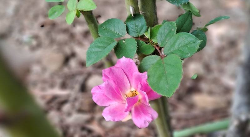 玫瑰 葵 (圖片2)