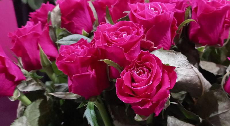 玫瑰 電影明星 (圖片3)