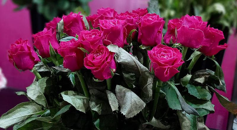 玫瑰 電影明星 (圖片8)