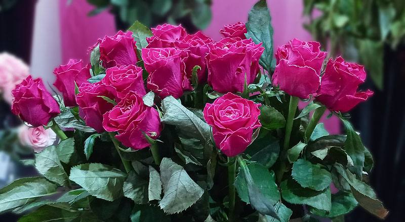 玫瑰 電影明星 (圖片2)