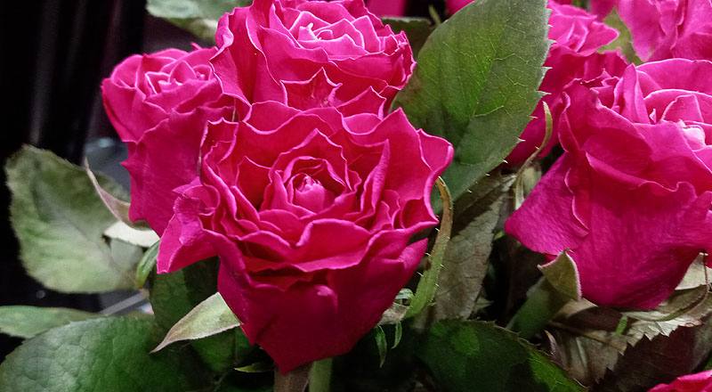 玫瑰 電影明星 (圖片6)