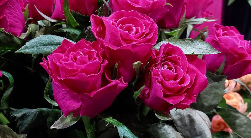 玫瑰 電影明星 (圖片5)