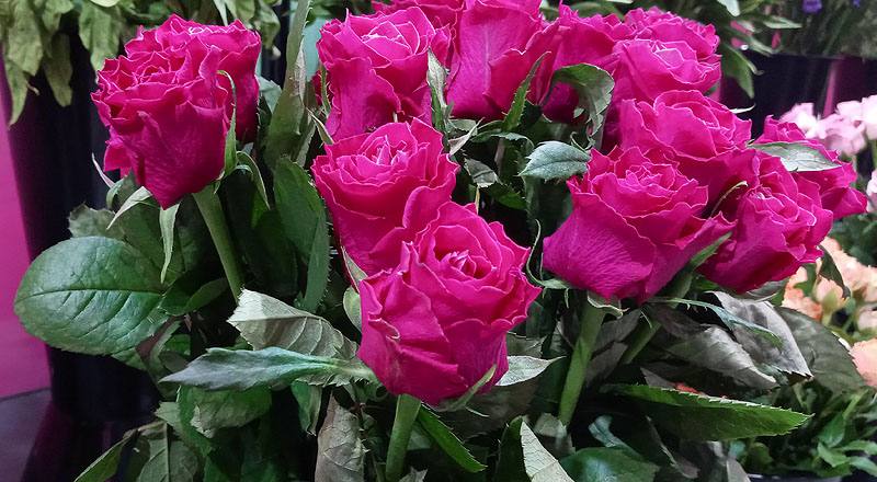 玫瑰 電影明星 (圖片4)