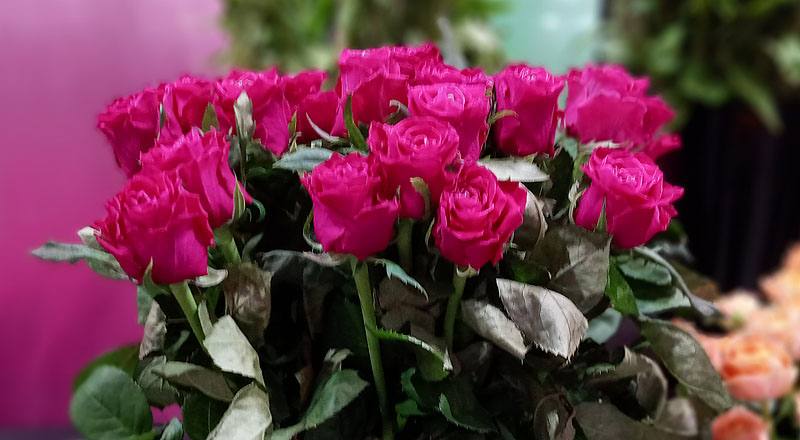 玫瑰 電影明星 (圖片7)