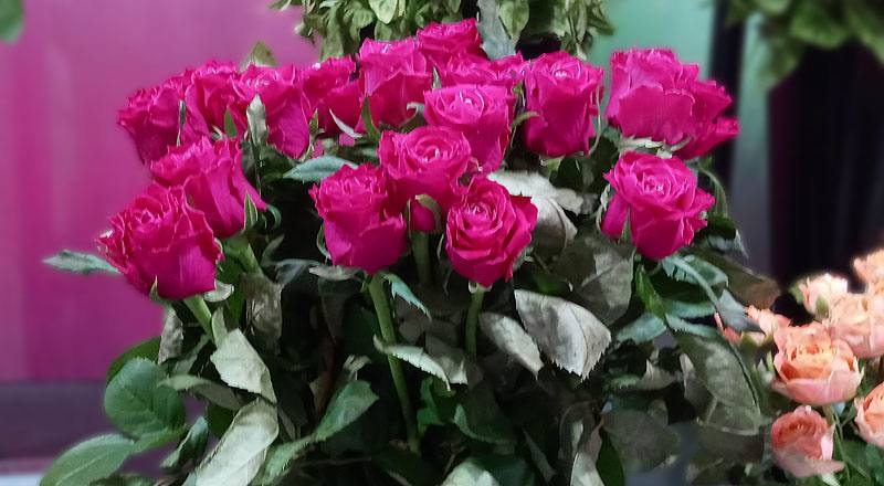 玫瑰 電影明星 (圖片1)